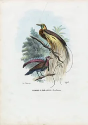 Paradiesvogel, 1863-79